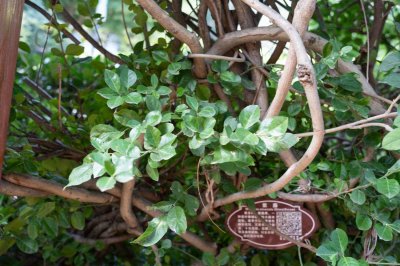 阳台如何养紫藤,需要注意什么